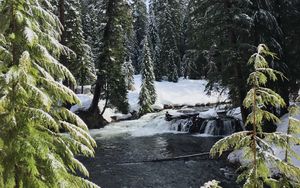 Preview wallpaper river, spruces, snow, winter