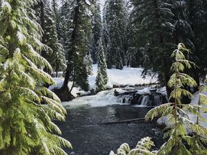 Preview wallpaper river, spruces, snow, winter