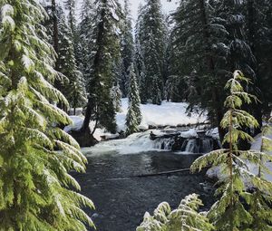 Preview wallpaper river, spruces, snow, winter