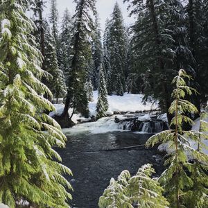 Preview wallpaper river, spruces, snow, winter