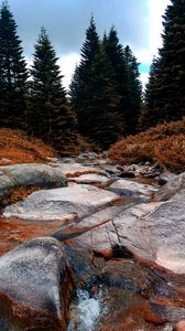 Preview wallpaper river, stone, spruce, trees