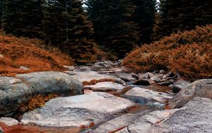 Preview wallpaper river, stone, spruce, trees