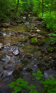 Preview wallpaper river, stones, forest, nature, bushes