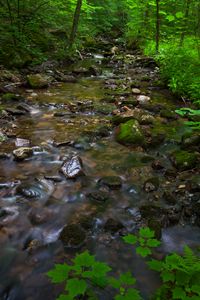 Preview wallpaper river, stones, forest, nature, bushes