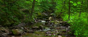 Preview wallpaper river, stones, forest, nature, bushes