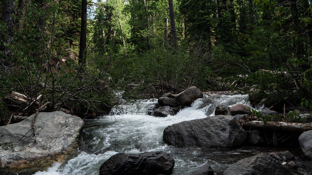 Wallpaper river, stones, forest, trees, nature