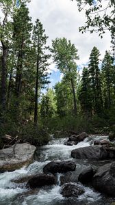 Preview wallpaper river, stones, forest, trees, nature