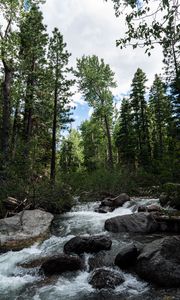 Preview wallpaper river, stones, forest, trees, nature