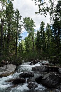 Preview wallpaper river, stones, forest, trees, nature
