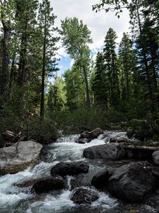 Preview wallpaper river, stones, forest, trees, nature