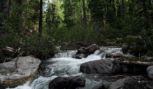 Preview wallpaper river, stones, forest, trees, nature