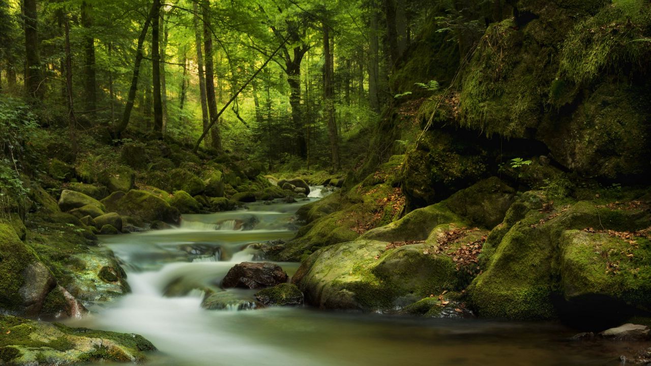 Wallpaper river, stones, forest, nature