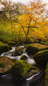 Preview wallpaper river, stones, moss, trees, autumn
