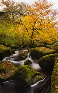 Preview wallpaper river, stones, moss, trees, autumn