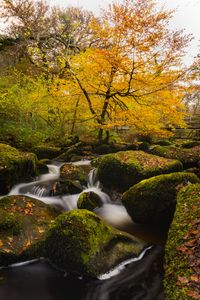 Preview wallpaper river, stones, moss, trees, autumn