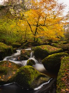 Preview wallpaper river, stones, moss, trees, autumn