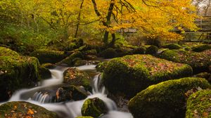 Preview wallpaper river, stones, moss, trees, autumn