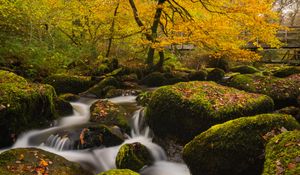 Preview wallpaper river, stones, moss, trees, autumn