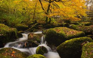 Preview wallpaper river, stones, moss, trees, autumn