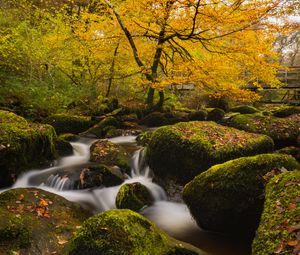 Preview wallpaper river, stones, moss, trees, autumn