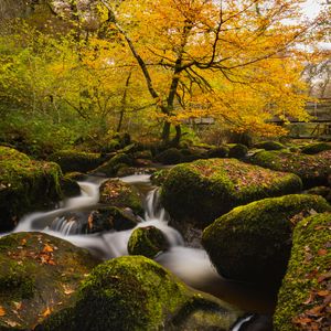 Preview wallpaper river, stones, moss, trees, autumn