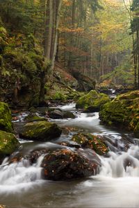 Preview wallpaper river, stones, moss, stream, trees