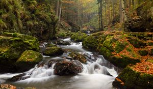 Preview wallpaper river, stones, moss, stream, trees