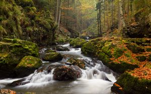 Preview wallpaper river, stones, moss, stream, trees