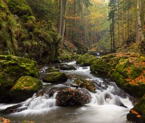 Preview wallpaper river, stones, moss, stream, trees