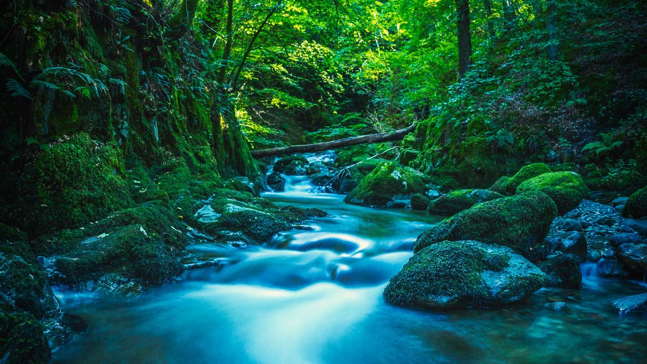 Wallpaper river, stones, moss, trees, branches, forest