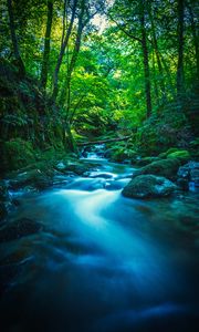 Preview wallpaper river, stones, moss, trees, branches, forest