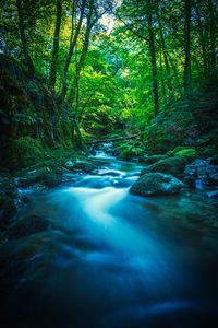 Preview wallpaper river, stones, moss, trees, branches, forest