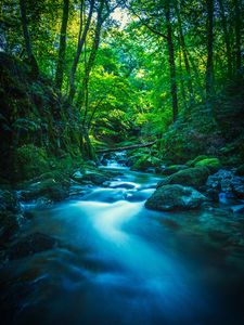 Preview wallpaper river, stones, moss, trees, branches, forest