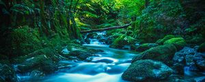 Preview wallpaper river, stones, moss, trees, branches, forest