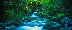 Preview wallpaper river, stones, moss, trees, branches, forest