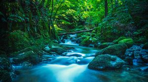Preview wallpaper river, stones, moss, trees, branches, forest