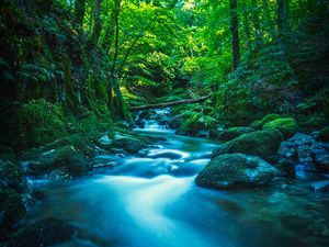 Preview wallpaper river, stones, moss, trees, branches, forest