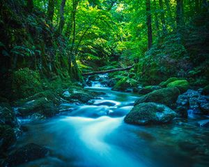 Preview wallpaper river, stones, moss, trees, branches, forest