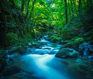 Preview wallpaper river, stones, moss, trees, branches, forest