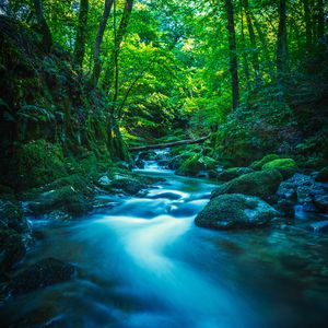 Preview wallpaper river, stones, moss, trees, branches, forest