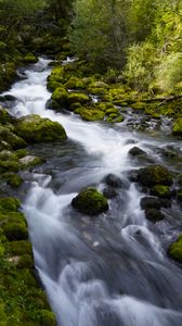 Preview wallpaper river, stones, moss, trees, nature