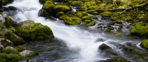 Preview wallpaper river, stones, moss, trees, nature