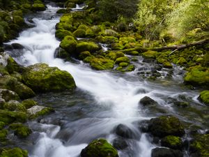 Preview wallpaper river, stones, moss, trees, nature