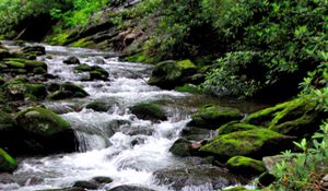 Preview wallpaper river, stones, stream, moss, bushes