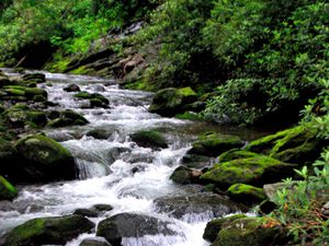 Preview wallpaper river, stones, stream, moss, bushes