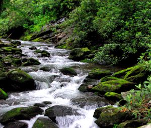 Preview wallpaper river, stones, stream, moss, bushes