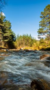 Preview wallpaper river, stones, stream, trees, spruce