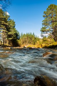 Preview wallpaper river, stones, stream, trees, spruce