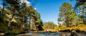 Preview wallpaper river, stones, stream, trees, spruce