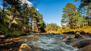 Preview wallpaper river, stones, stream, trees, spruce